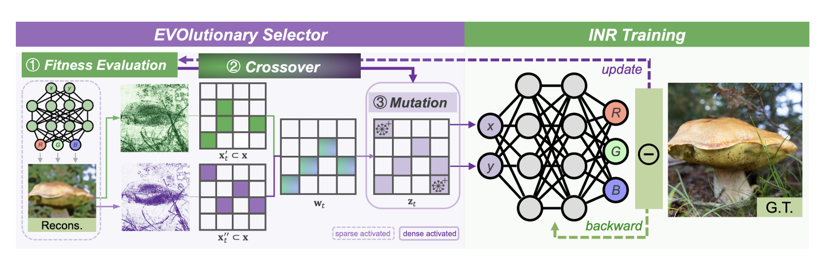 EVOS: Efficient Implicit Neural Training via EVOlutionary Selector
